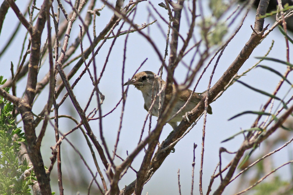 Bewick's Wren - ML104099561