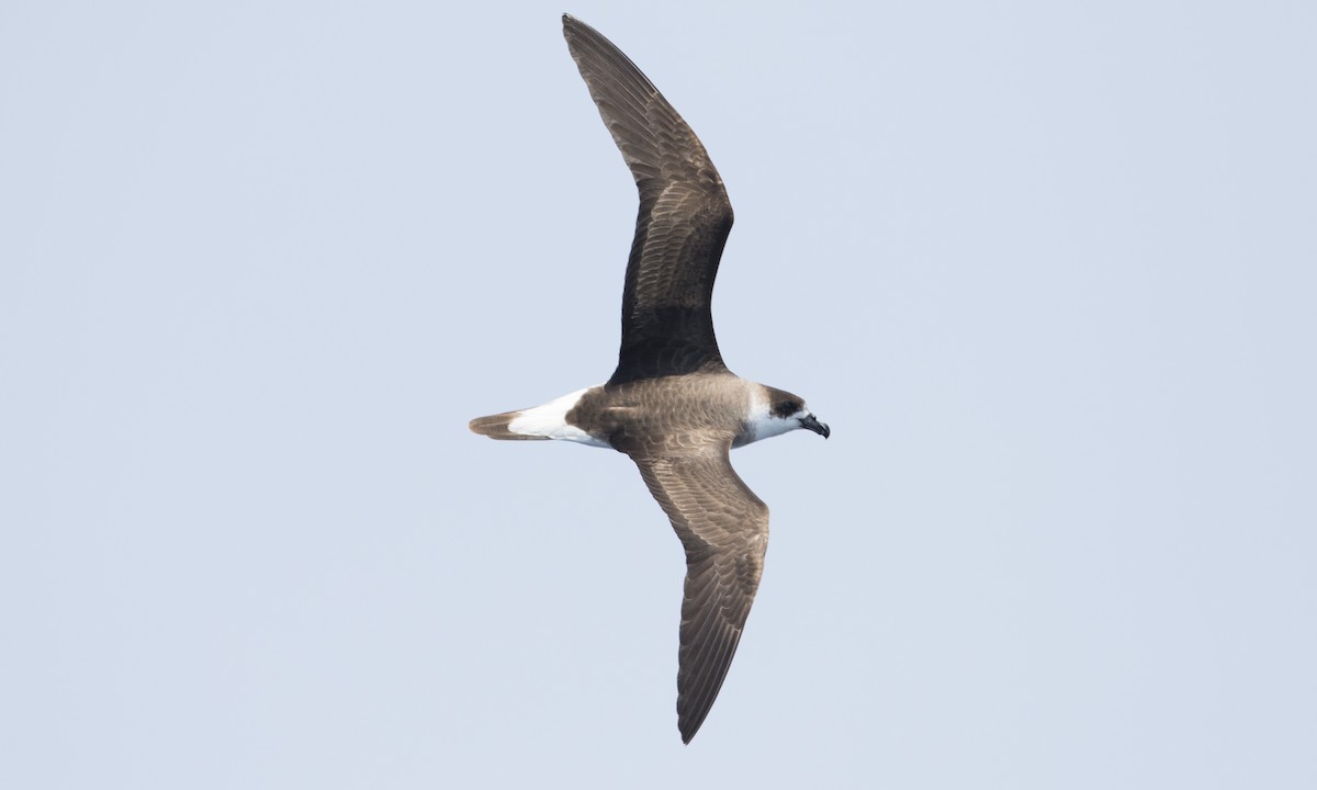 Black-capped Petrel (Dark-faced) - Brian Sullivan