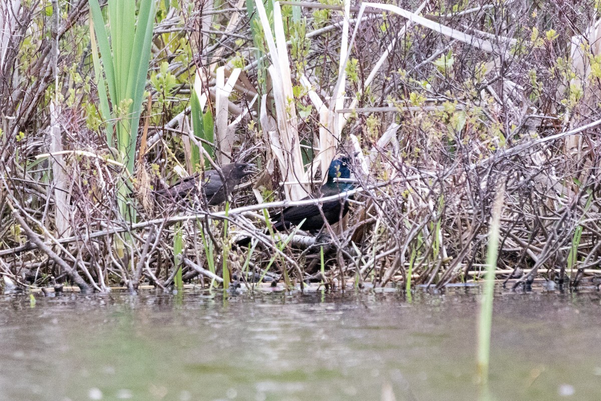 Common Grackle - ML104100141