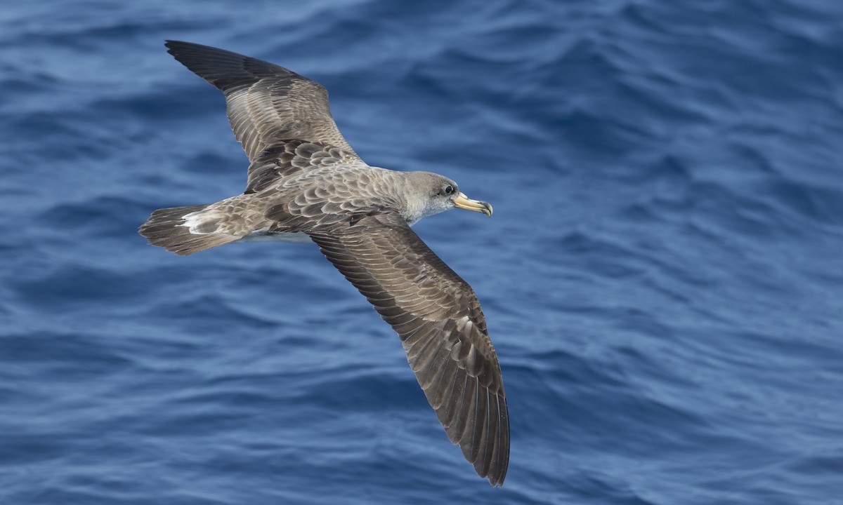 Cory's Shearwater (borealis) - Brian Sullivan