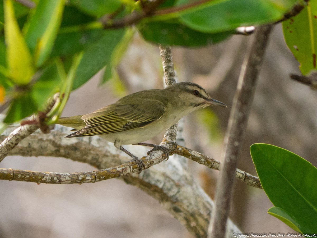 skjeggvireo - ML104101361