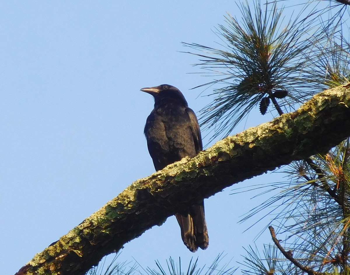 Fish Crow - ML104101891