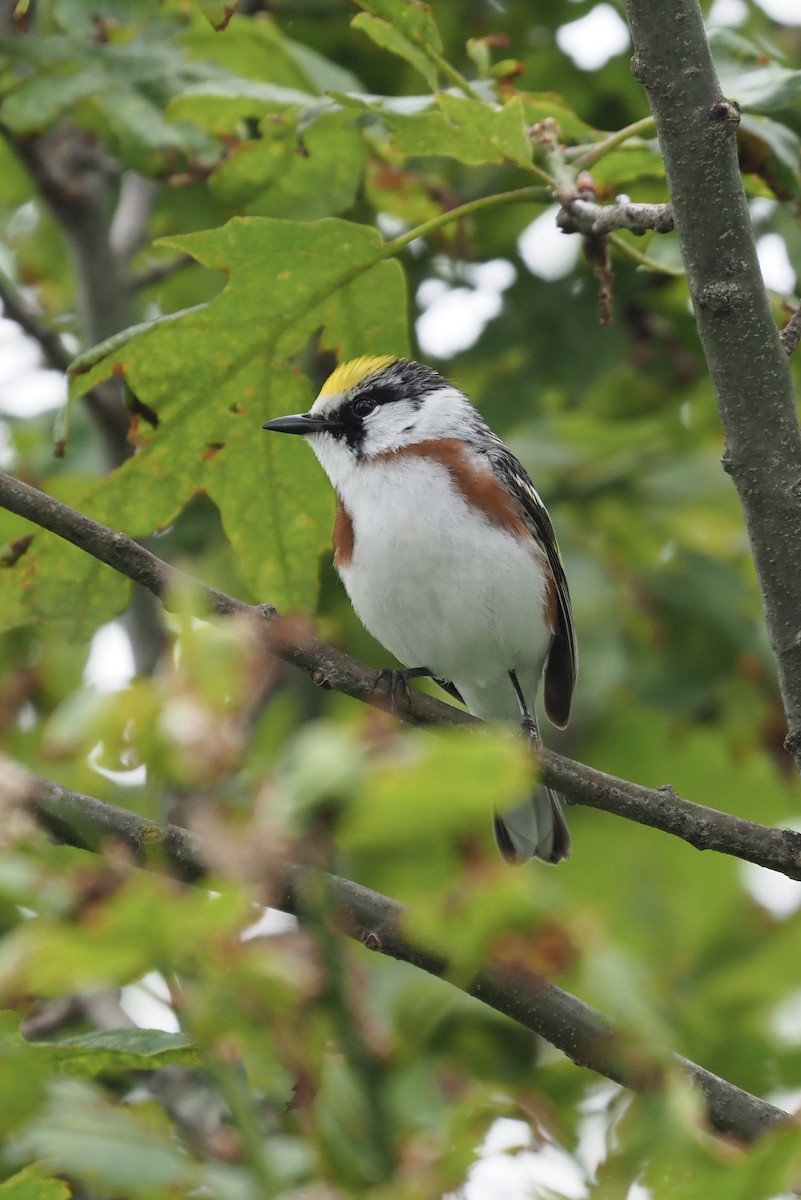 Chestnut-sided Warbler - John Skelton