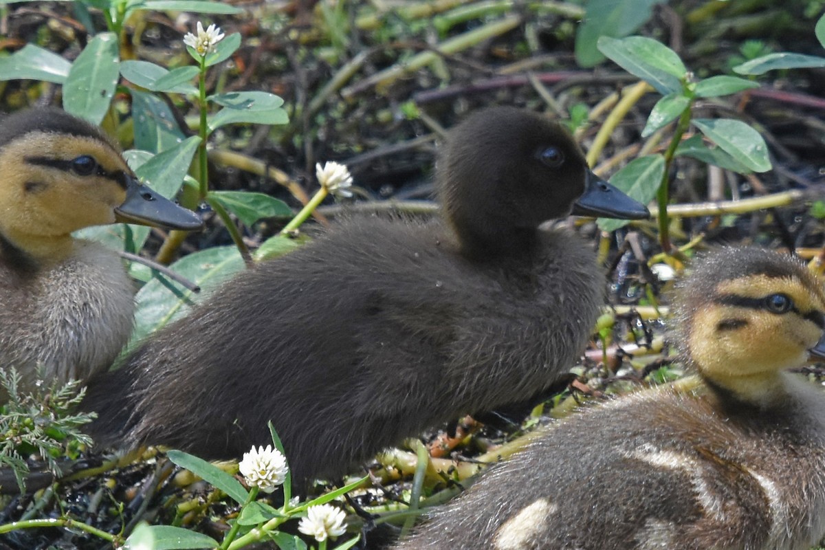 Mallard - Justin  Nation