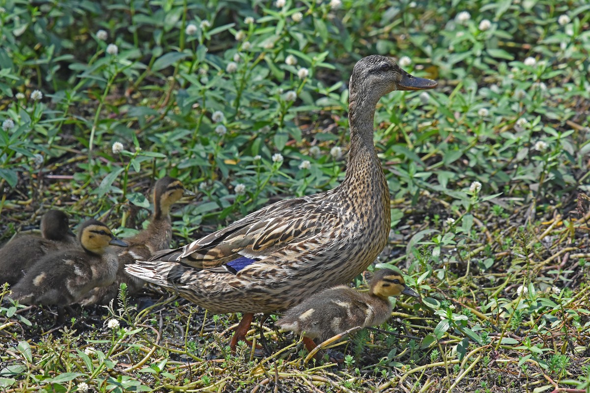 Mallard - Justin  Nation