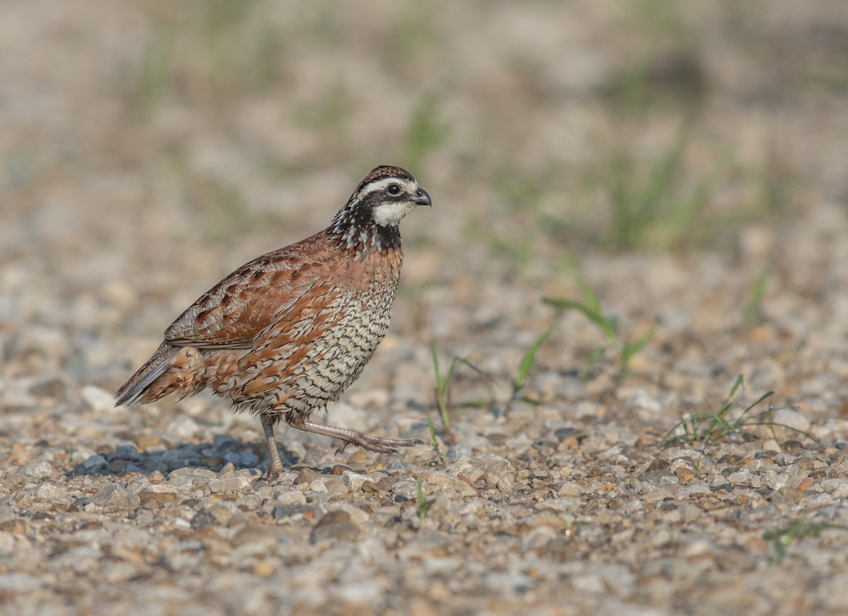 Northern Bobwhite - ML104104681