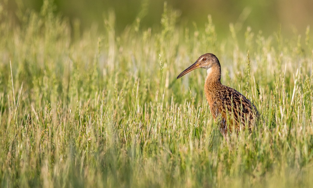 King Rail - Jeff Timmons