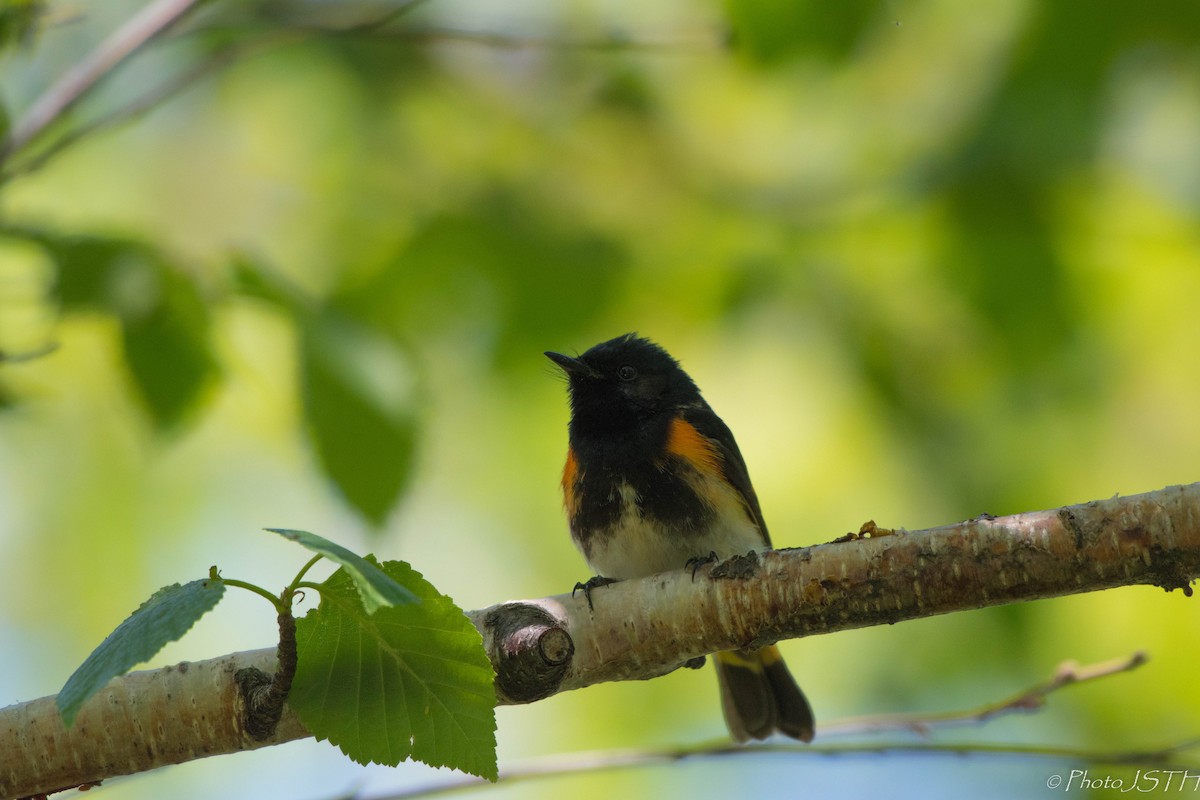 American Redstart - ML104105171