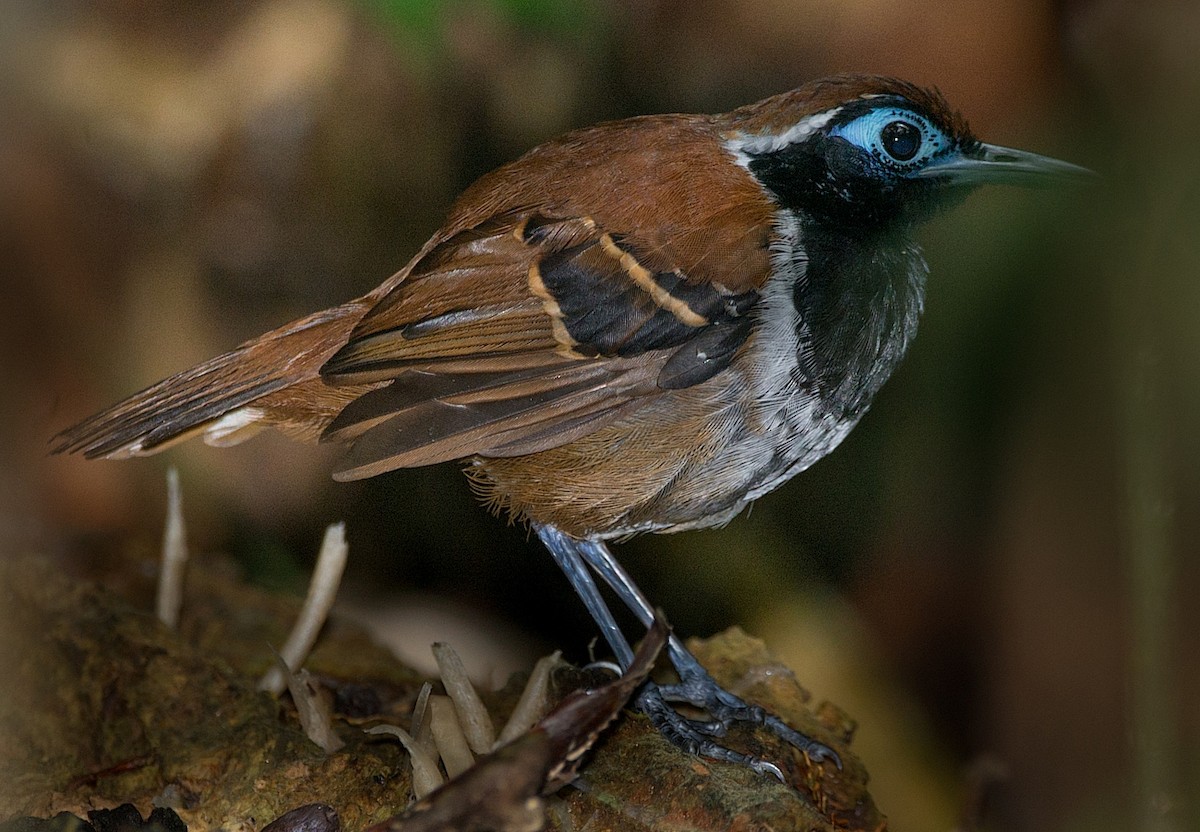 Ferruginous-backed Antbird - ML104106311