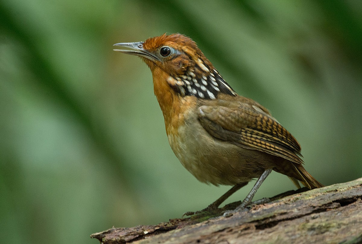 Musician Wren - LUCIANO BERNARDES