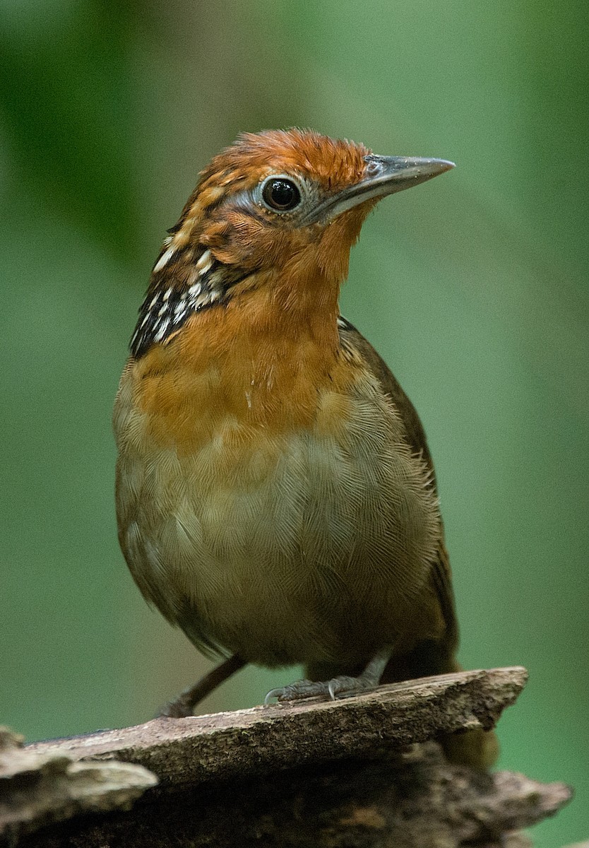 Musician Wren - ML104107161