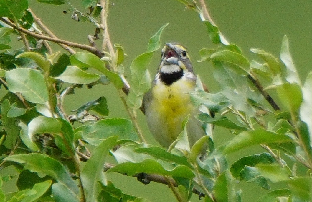 Dickcissel - Dennis Mersky