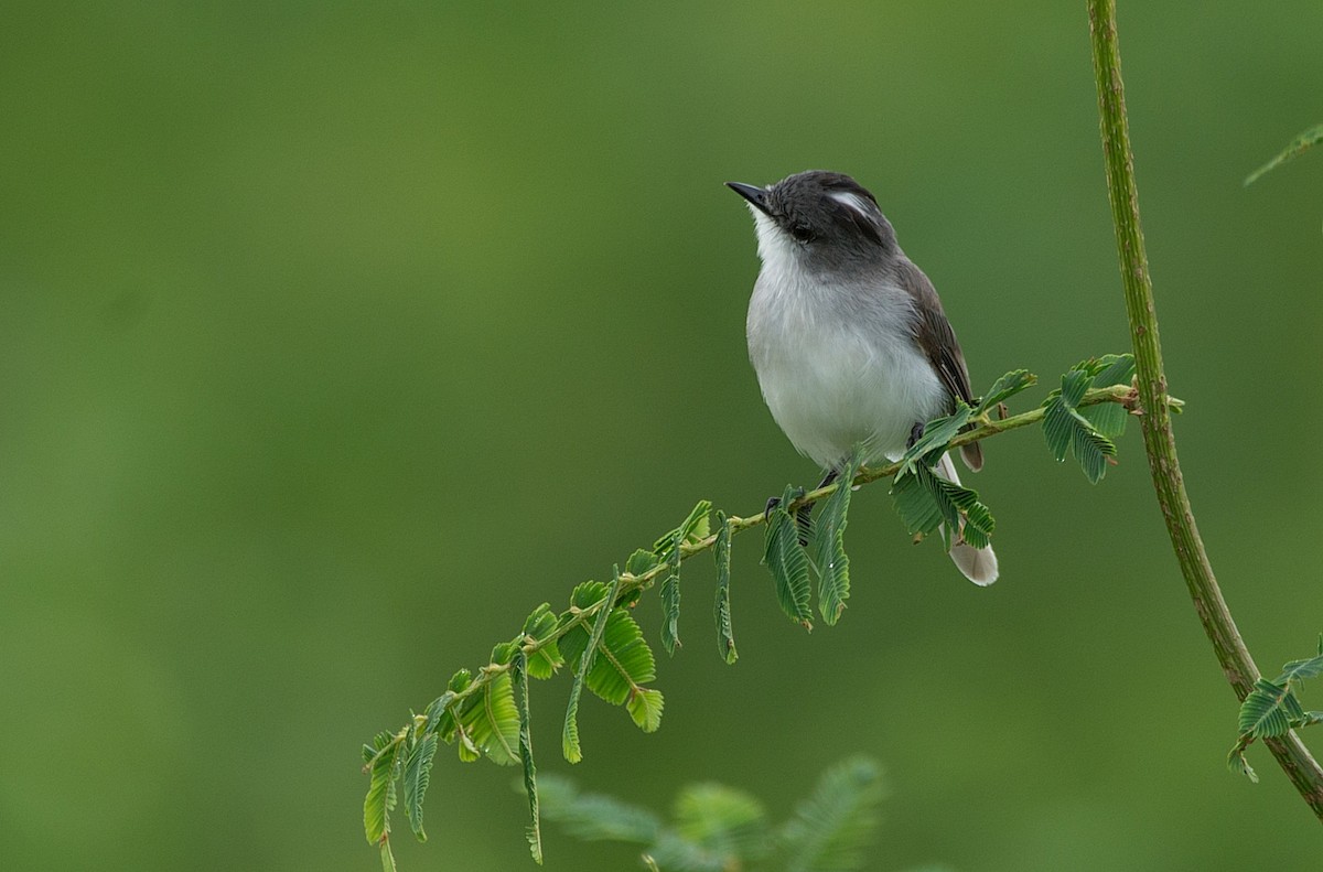 River Tyrannulet - LUCIANO BERNARDES