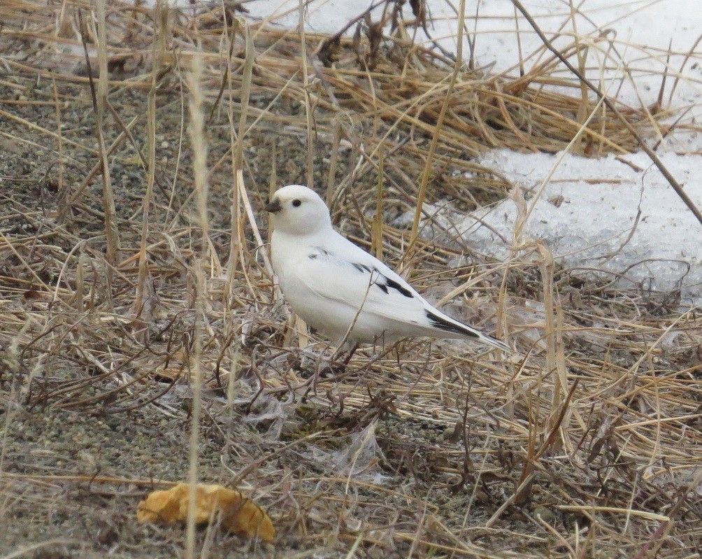 Hybride Plectrophane des neiges x P. blanc - ML104110401