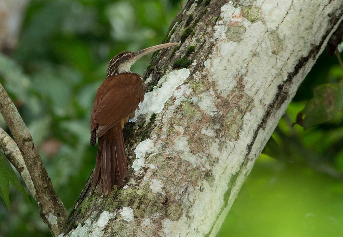 Long-billed Woodcreeper - LUCIANO BERNARDES