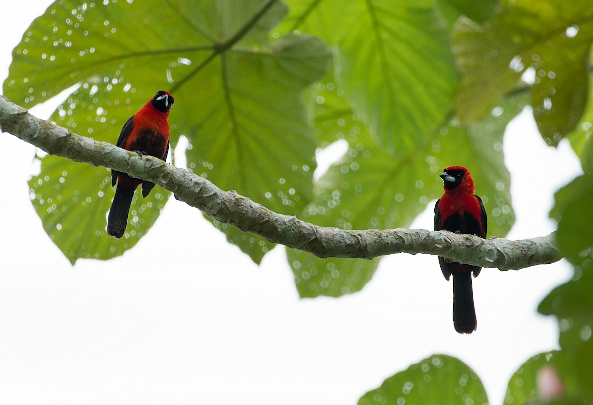 Masked Crimson Tanager - LUCIANO BERNARDES