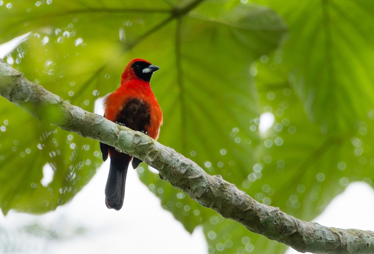 Masked Crimson Tanager - ML104111771