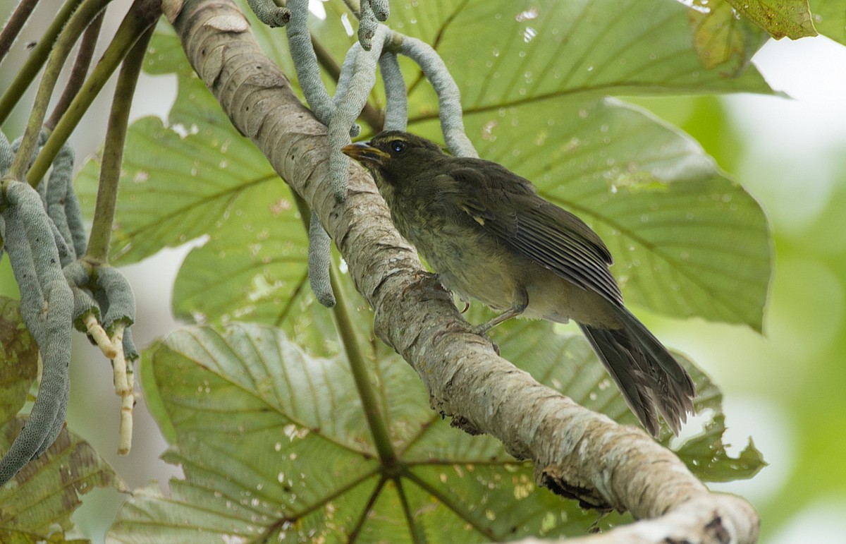 Bluish-gray Saltator - ML104111871