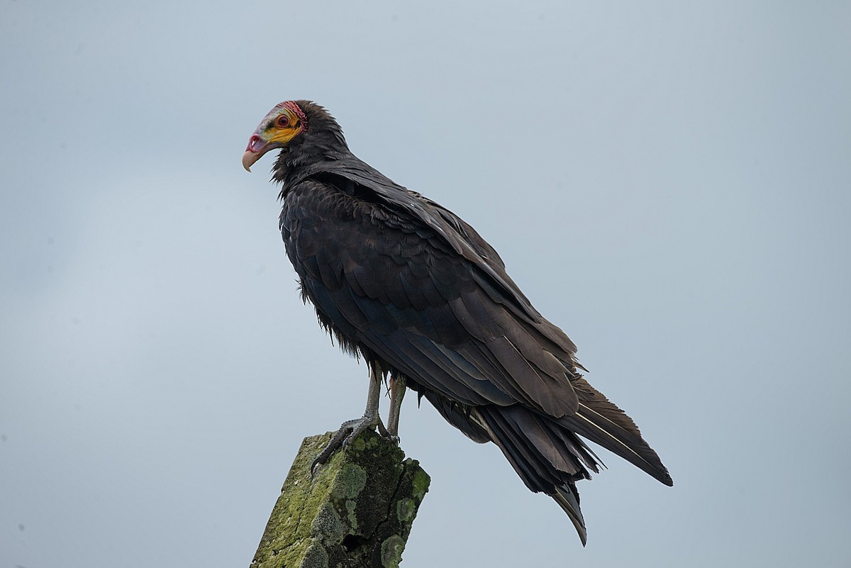 Lesser Yellow-headed Vulture - LUCIANO BERNARDES