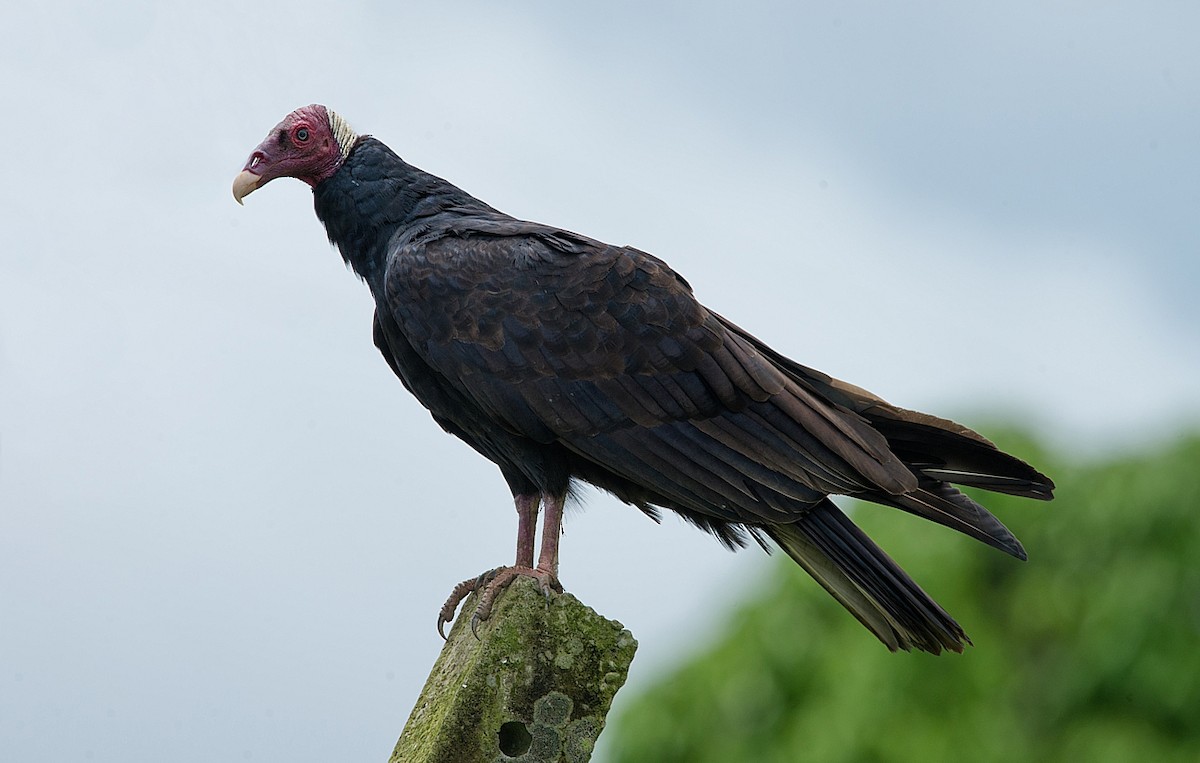 Turkey Vulture - LUCIANO BERNARDES