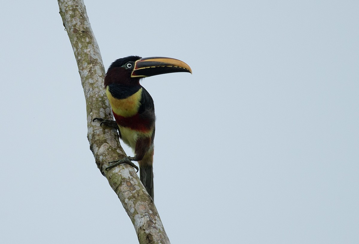 Chestnut-eared Aracari - LUCIANO BERNARDES