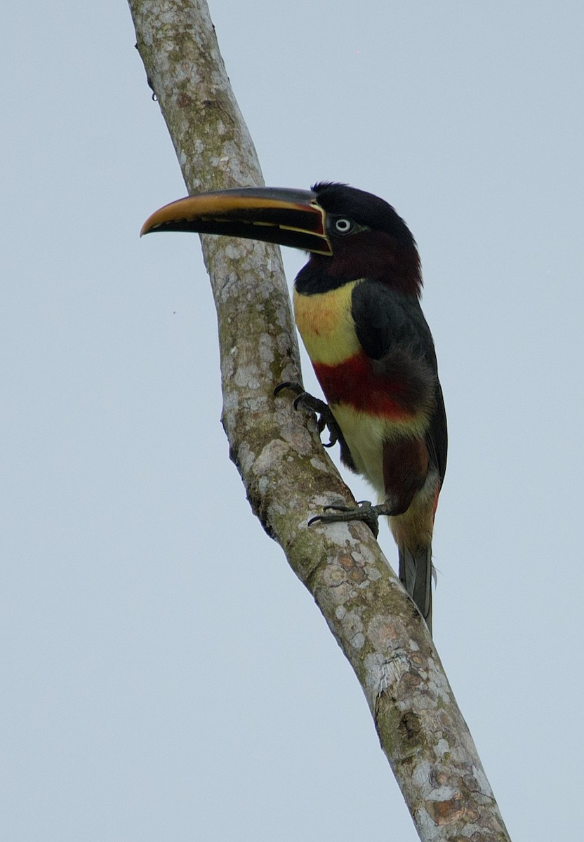 Chestnut-eared Aracari - LUCIANO BERNARDES