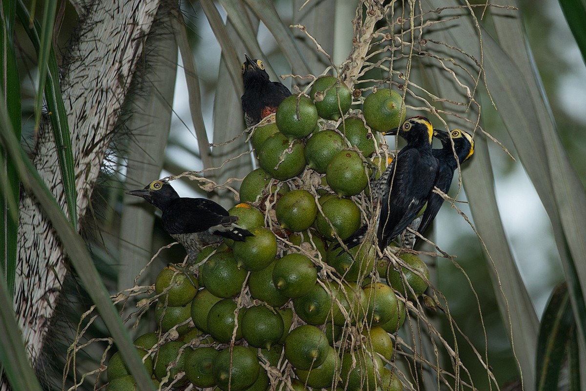 Yellow-tufted Woodpecker - LUCIANO BERNARDES