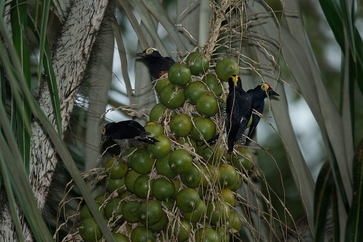 Yellow-tufted Woodpecker - ML104112541