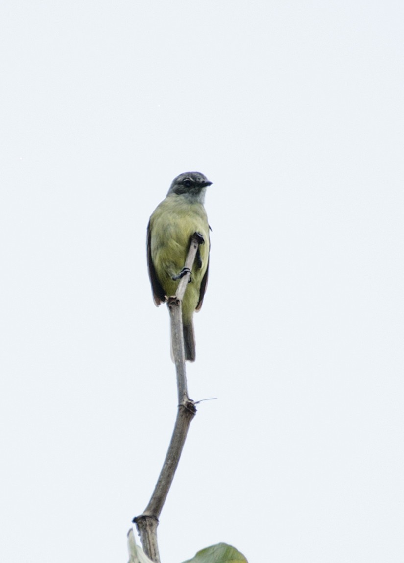 Yellow-crowned Tyrannulet - LUCIANO BERNARDES