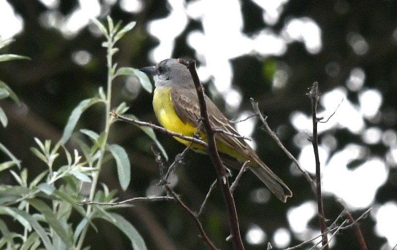 Tropical Kingbird - Nancy Hetrick