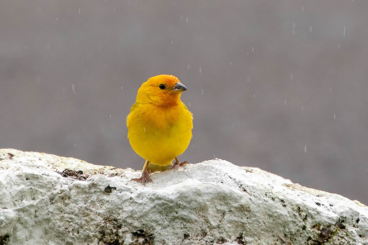 Saffron Finch - Fred Hochstaedter