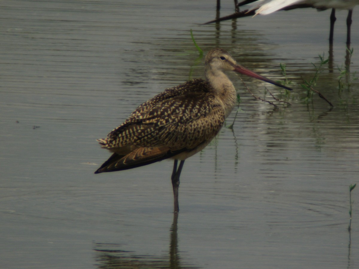 Marbled Godwit - ML104115241