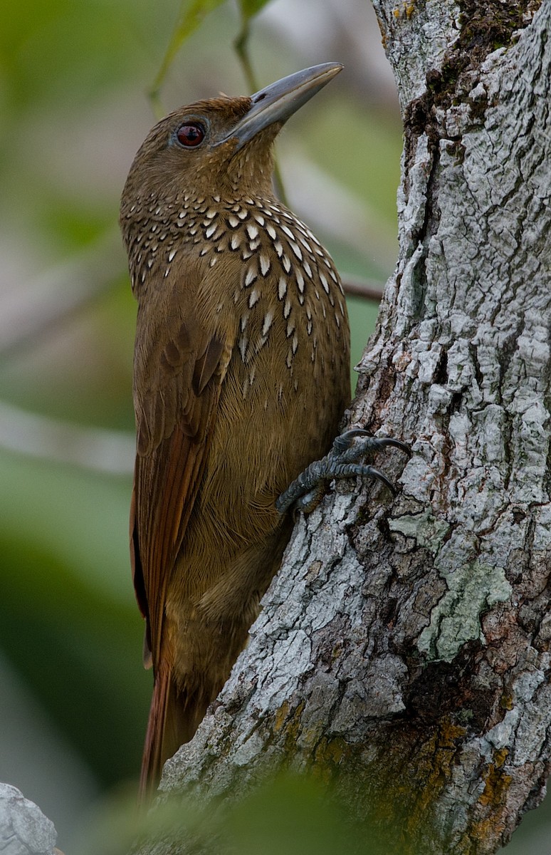 Cinnamon-throated Woodcreeper - LUCIANO BERNARDES