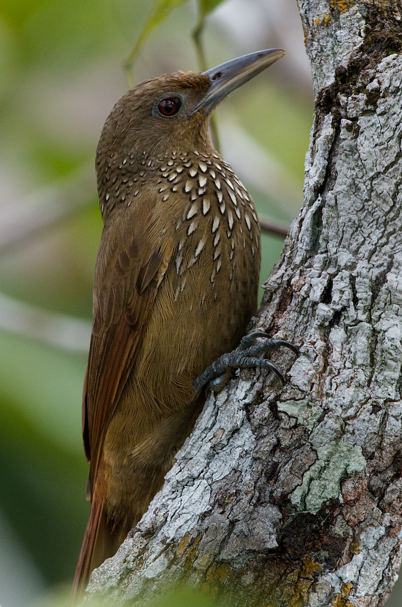 Cinnamon-throated Woodcreeper - LUCIANO BERNARDES