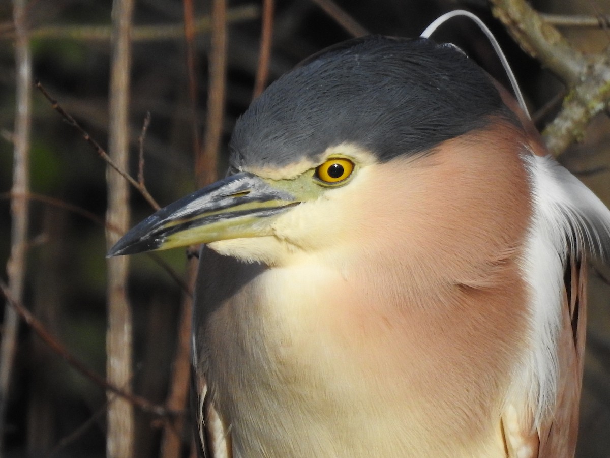 Nankeen Night Heron - Jeffrey Crawley