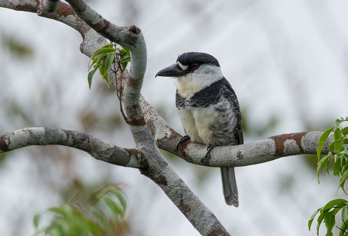Guianan Puffbird - LUCIANO BERNARDES