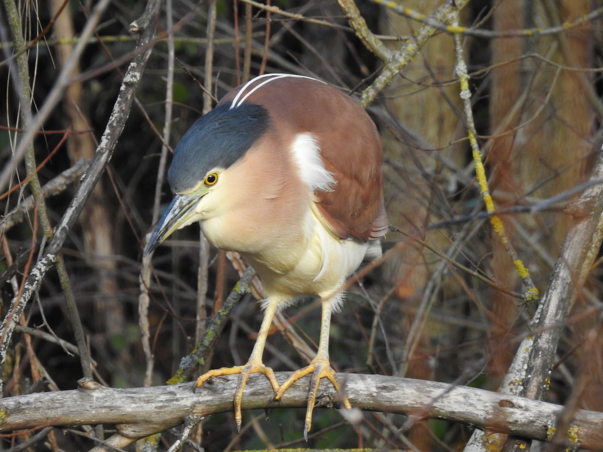 Nankeen Night Heron - ML104120441