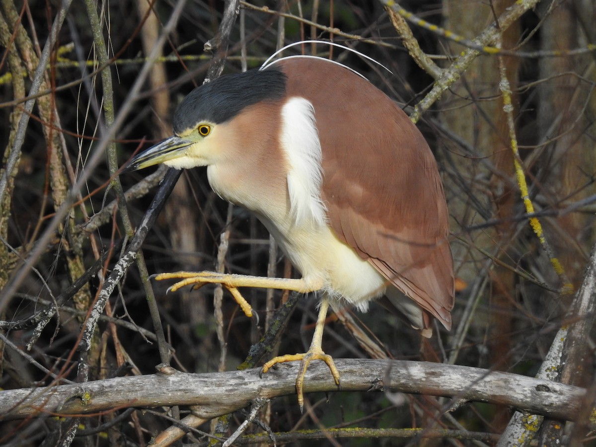 Nankeen Night Heron - Jeffrey Crawley