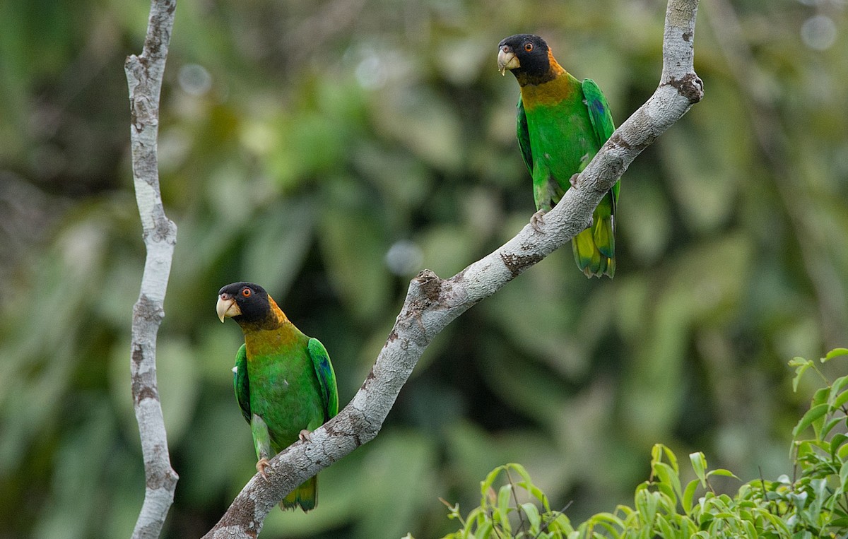 Caica Parrot - LUCIANO BERNARDES
