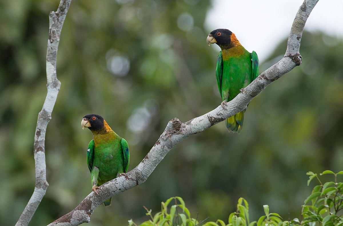 Caica Parrot - LUCIANO BERNARDES