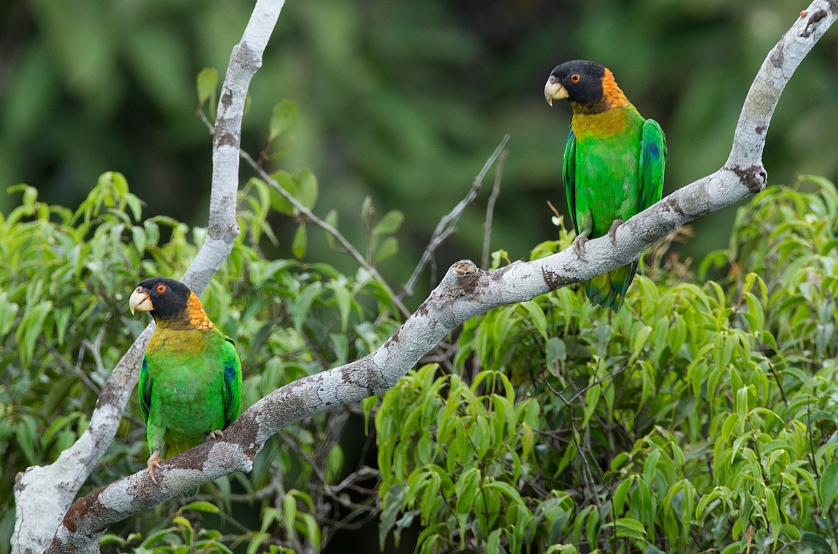 Caica Parrot - LUCIANO BERNARDES