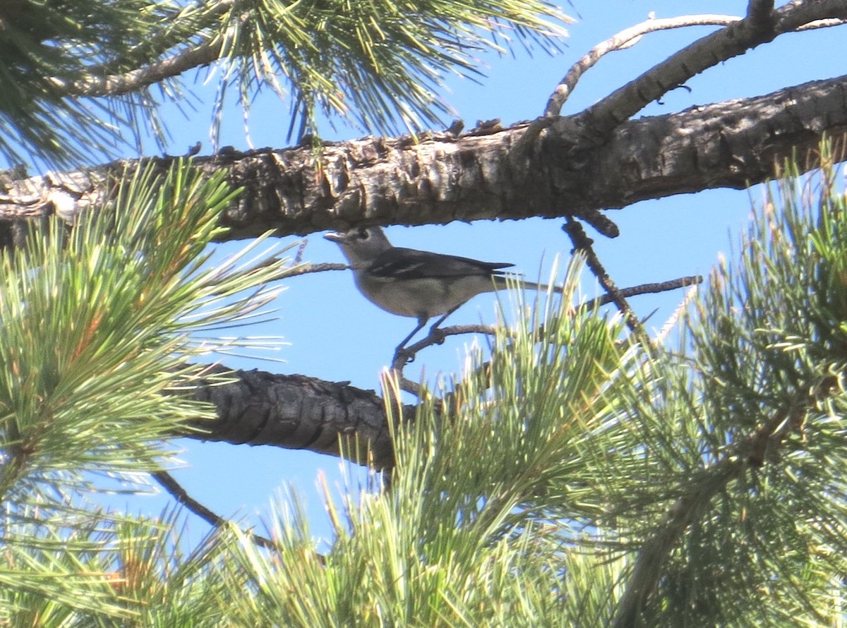 Plumbeous Vireo - Don Burggraf