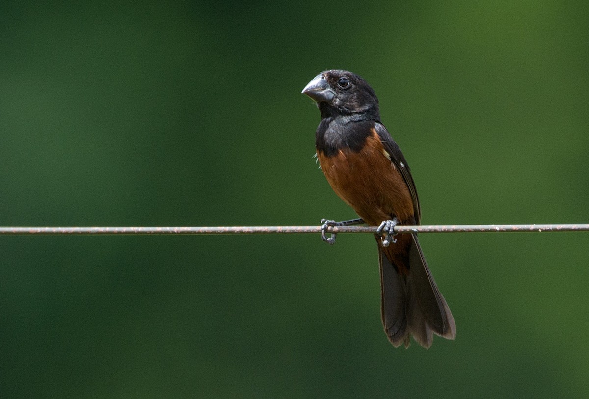 Chestnut-bellied Seed-Finch - LUCIANO BERNARDES