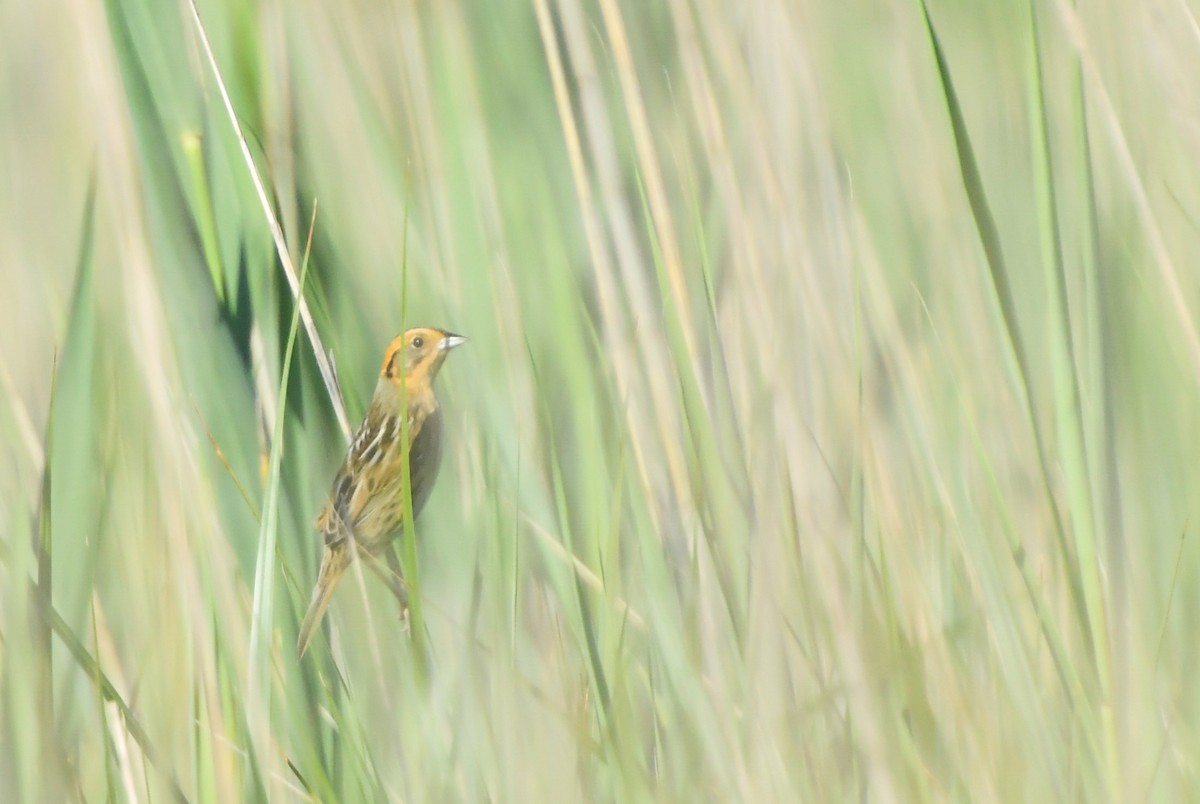 Nelson's Sparrow (Interior) - ML104121721