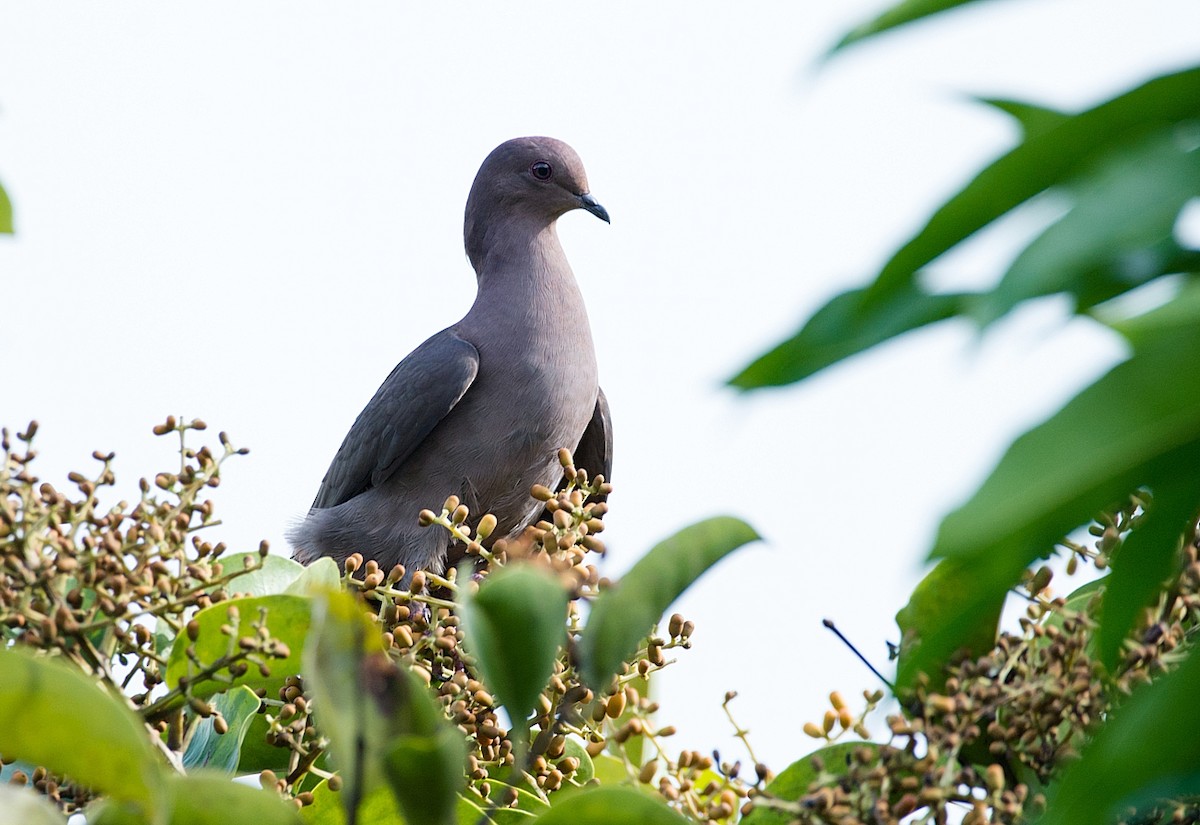 Ruddy Pigeon - ML104122491