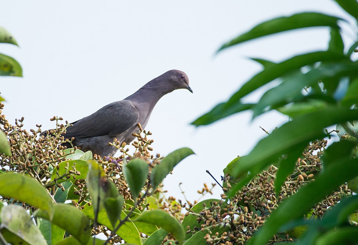 Ruddy Pigeon - ML104122501