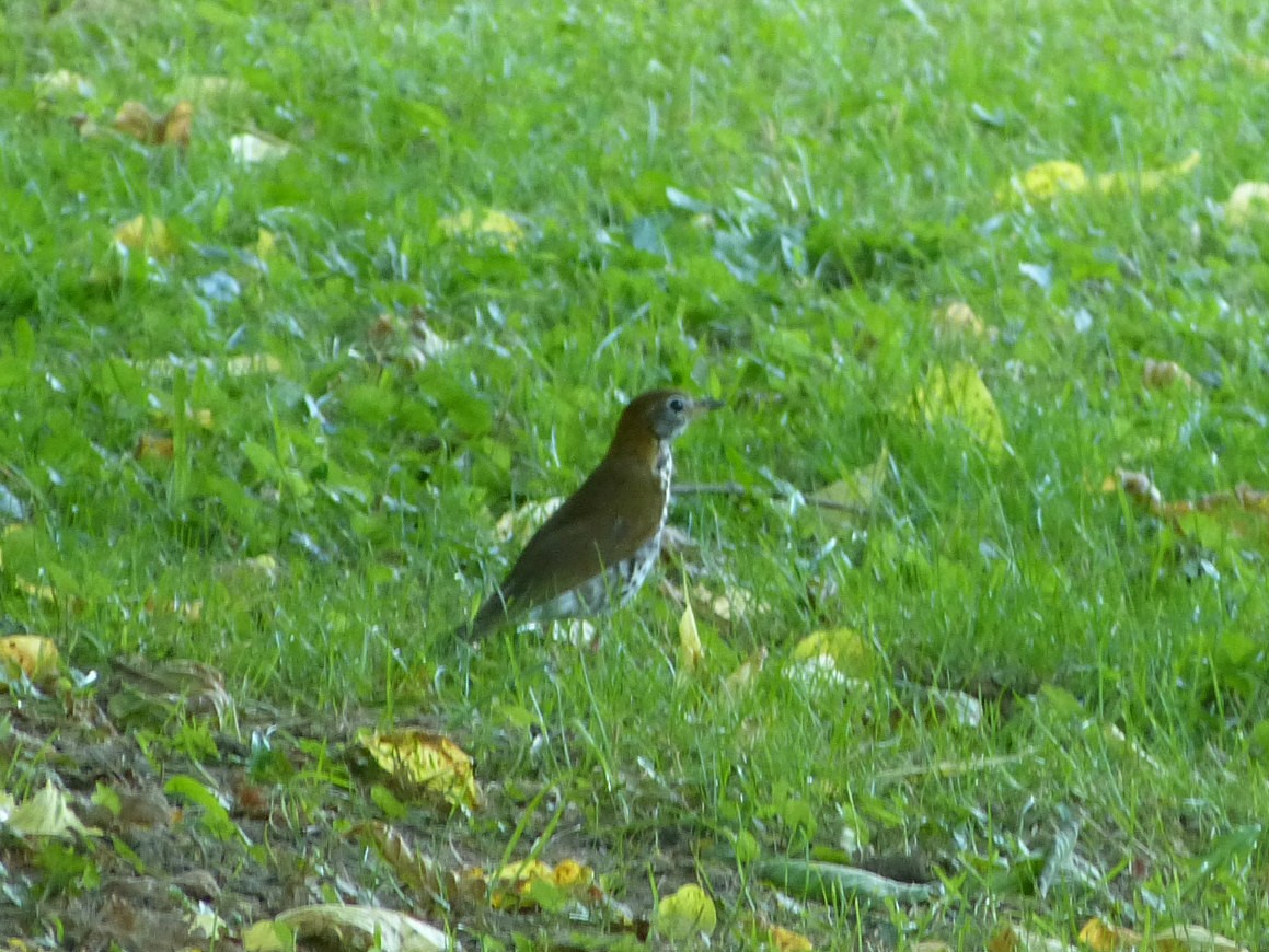 Wood Thrush - ML104122801