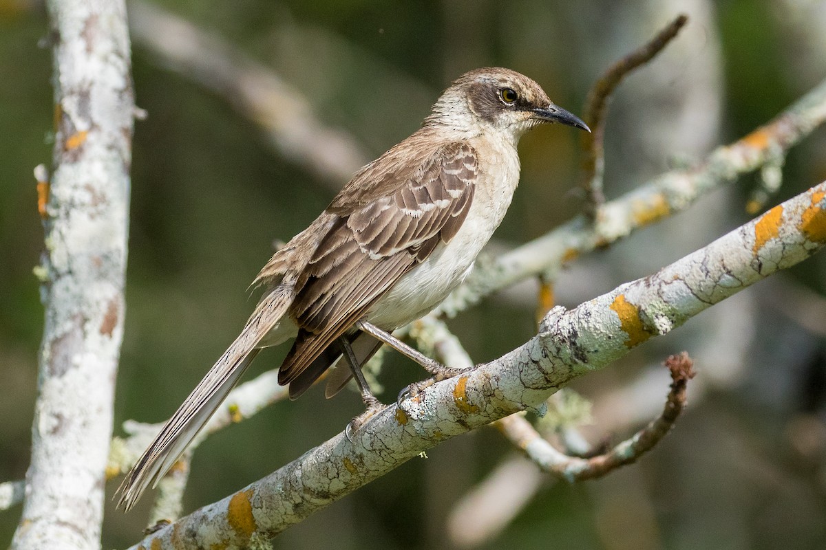 Galapagos Mockingbird - ML104123831