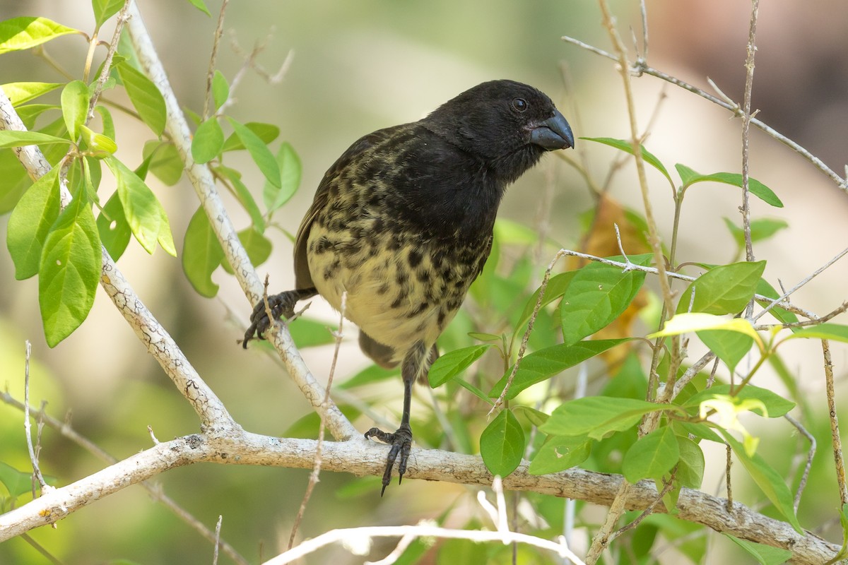 Vegetarian Finch - ML104123931