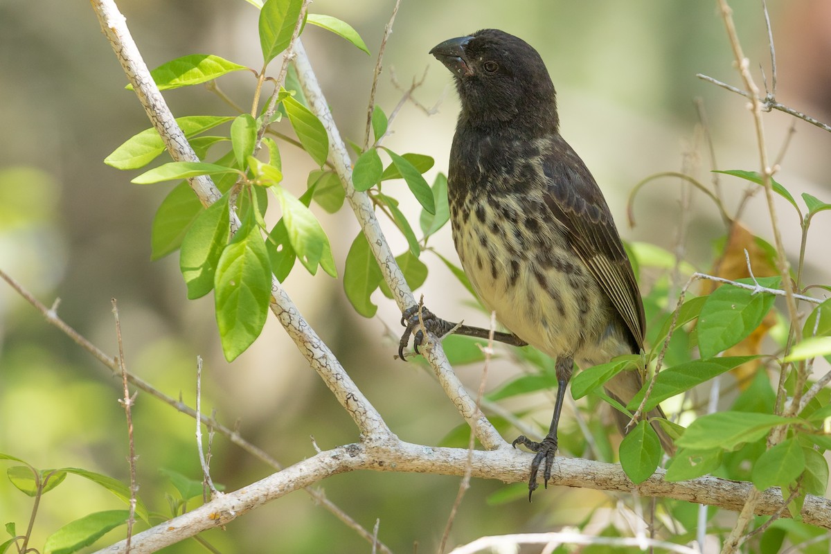 Vegetarian Finch - John Reynolds